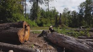 Seasonal Cleanup (Spring/Fall) in Stock Island, FL